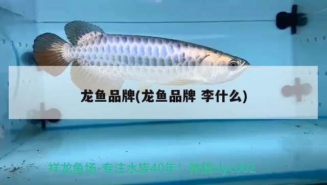 龍魚品牌(龍魚品牌李什么)