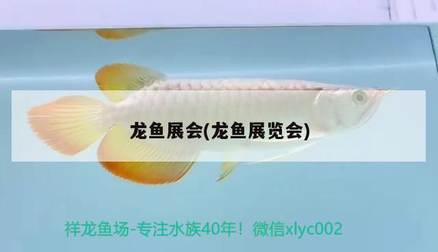 龍魚展會(龍魚展覽會) 2024第28屆中國國際寵物水族展覽會CIPS（長城寵物展2024 CIPS） 第2張