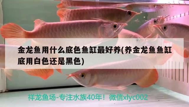 金龍魚用什么底色魚缸最好養(yǎng)(養(yǎng)金龍魚魚缸底用白色還是黑色)