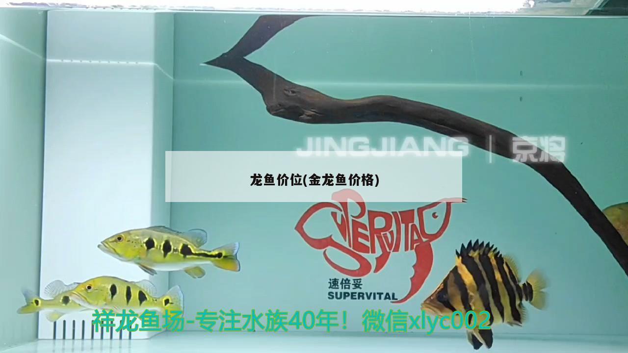 龍魚價位(金龍魚價格) 2024第28屆中國國際寵物水族展覽會CIPS（長城寵物展2024 CIPS）