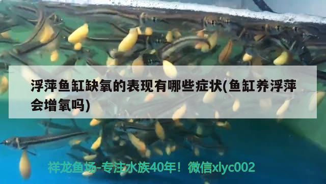 浮萍魚缸缺氧的表現(xiàn)有哪些癥狀(魚缸養(yǎng)浮萍會(huì)增氧嗎)