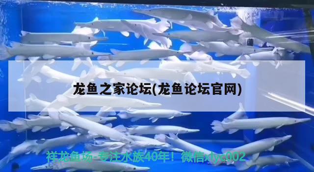 龍魚之家論壇(龍魚論壇官網(wǎng)) 龍魚之家