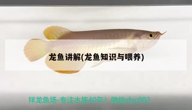 龍魚講解(龍魚知識與喂養(yǎng)) 2024第28屆中國國際寵物水族展覽會CIPS（長城寵物展2024 CIPS）