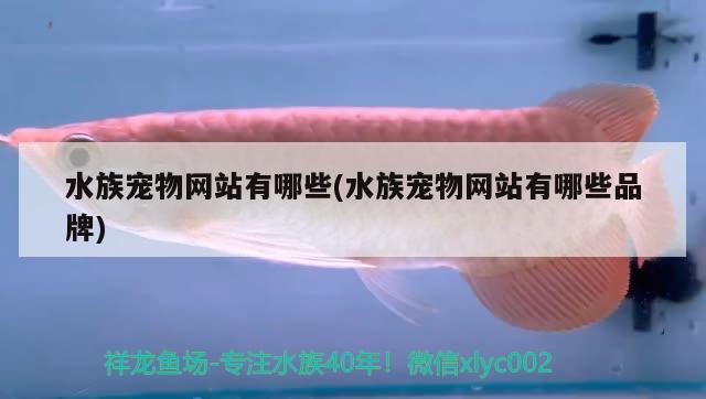 水族寵物網(wǎng)站有哪些(水族寵物網(wǎng)站有哪些品牌) 2024第28屆中國國際寵物水族展覽會CIPS（長城寵物展2024 CIPS）