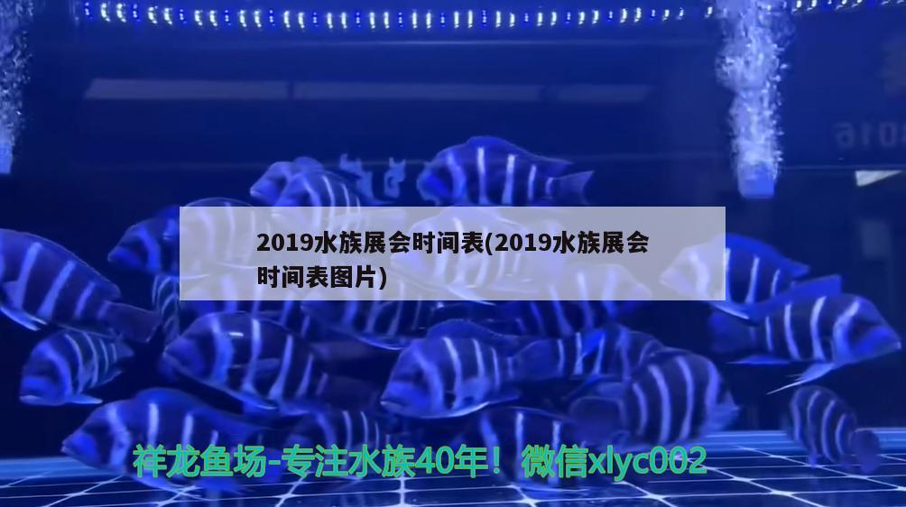 2019水族展會(huì)時(shí)間表(2019水族展會(huì)時(shí)間表圖片)