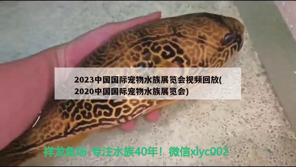 2023中國國際寵物水族展覽會視頻回放(2020中國國際寵物水族展覽會) 水族展會 第3張