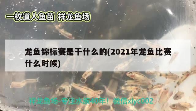 龍魚(yú)錦標(biāo)賽是干什么的(2021年龍魚(yú)比賽什么時(shí)候) 2024第28屆中國(guó)國(guó)際寵物水族展覽會(huì)CIPS（長(zhǎng)城寵物展2024 CIPS） 第2張