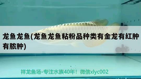 龍魚龍魚(龍魚龍魚粘粉品種類有金龍有紅腫有膿腫) 2024第28屆中國國際寵物水族展覽會CIPS（長城寵物展2024 CIPS）