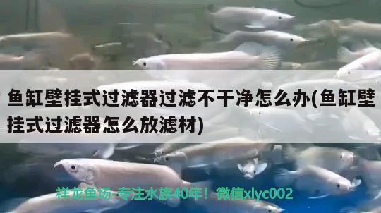 魚(yú)缸壁掛式過(guò)濾器過(guò)濾不干凈怎么辦(魚(yú)缸壁掛式過(guò)濾器怎么放濾材)