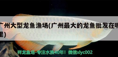 廣州大型龍魚漁場(廣州最大的龍魚批發(fā)在哪里)