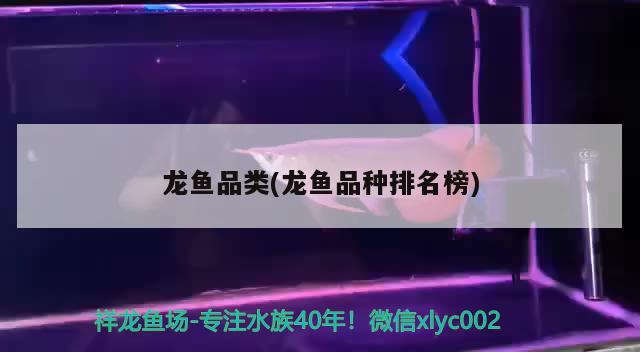 龍魚品類(龍魚品種排名榜) 2024第28屆中國國際寵物水族展覽會CIPS（長城寵物展2024 CIPS）