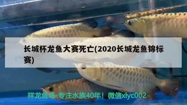 長城杯龍魚大賽死亡(2020長城龍魚錦標(biāo)賽) 2024第28屆中國國際寵物水族展覽會CIPS（長城寵物展2024 CIPS）