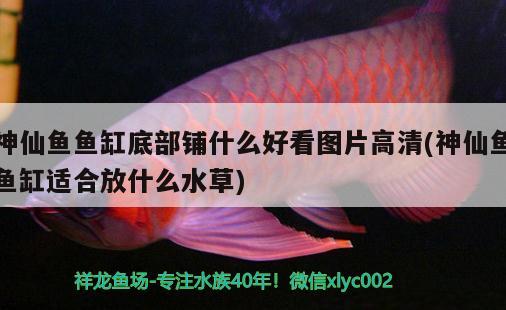 神仙魚魚缸底部鋪什么好看圖片高清(神仙魚魚缸適合放什么水草)