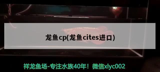 龍魚cp(龍魚cites進(jìn)口)