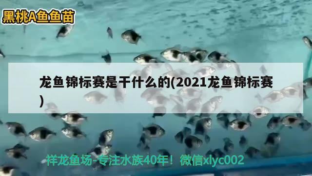 龍魚(yú)錦標(biāo)賽是干什么的(2021龍魚(yú)錦標(biāo)賽) 2024第28屆中國(guó)國(guó)際寵物水族展覽會(huì)CIPS（長(zhǎng)城寵物展2024 CIPS）