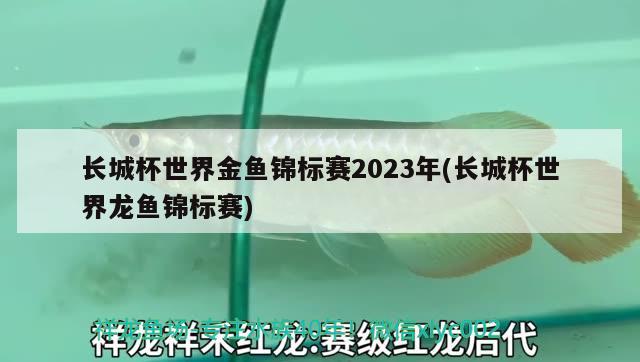 長城杯世界金魚錦標賽2023年(長城杯世界龍魚錦標賽)