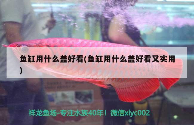 魚缸用什么蓋好看(魚缸用什么蓋好看又實用)