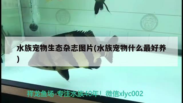 水族寵物生態(tài)雜志圖片(水族寵物什么最好養(yǎng))