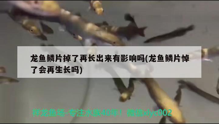 龍魚鱗片掉了再長出來有影響嗎(龍魚鱗片悼了會(huì)再生長嗎)