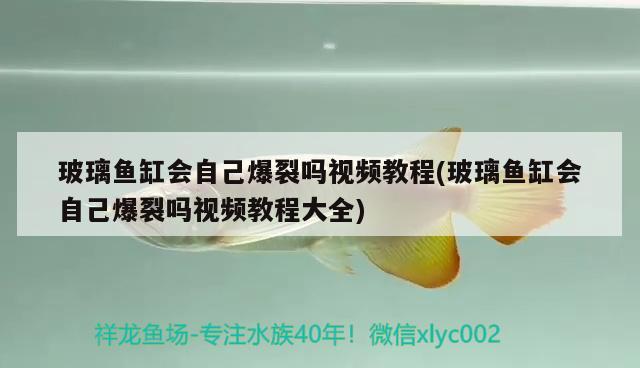 玻璃魚缸會自己爆裂嗎視頻教程(玻璃魚缸會自己爆裂嗎視頻教程大全) 紅尾平克魚