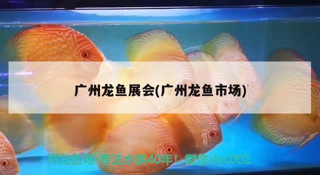 廣州龍魚展會(廣州龍魚市場) 2024第28屆中國國際寵物水族展覽會CIPS（長城寵物展2024 CIPS）