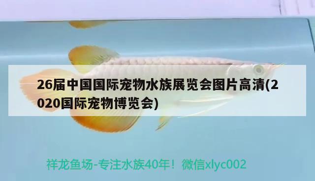 26屆中國(guó)國(guó)際寵物水族展覽會(huì)圖片高清(2020國(guó)際寵物博覽會(huì)) 水族展會(huì)