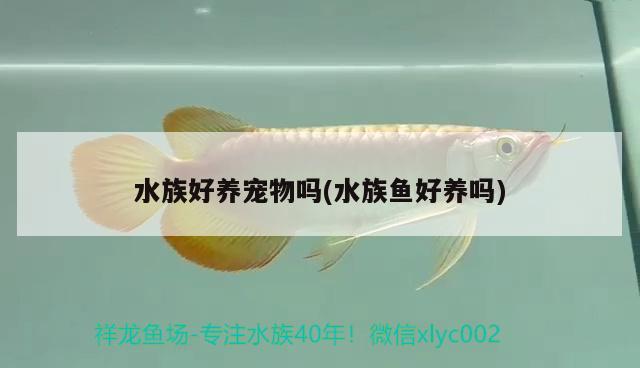 水族好養(yǎng)寵物嗎(水族魚好養(yǎng)嗎) 2024第28屆中國(guó)國(guó)際寵物水族展覽會(huì)CIPS（長(zhǎng)城寵物展2024 CIPS）