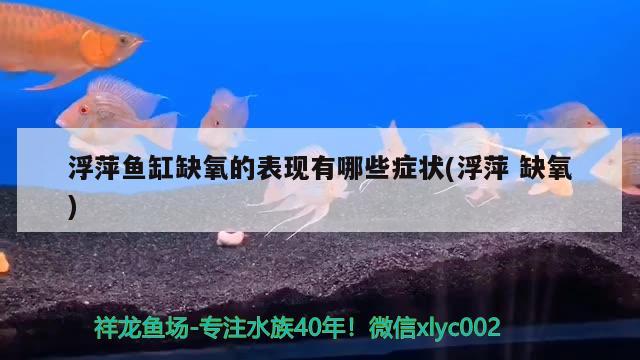 浮萍魚缸缺氧的表現(xiàn)有哪些癥狀(浮萍缺氧)