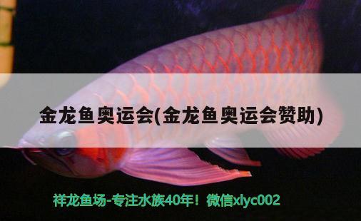 金龍魚(yú)奧運(yùn)會(huì)(金龍魚(yú)奧運(yùn)會(huì)贊助)