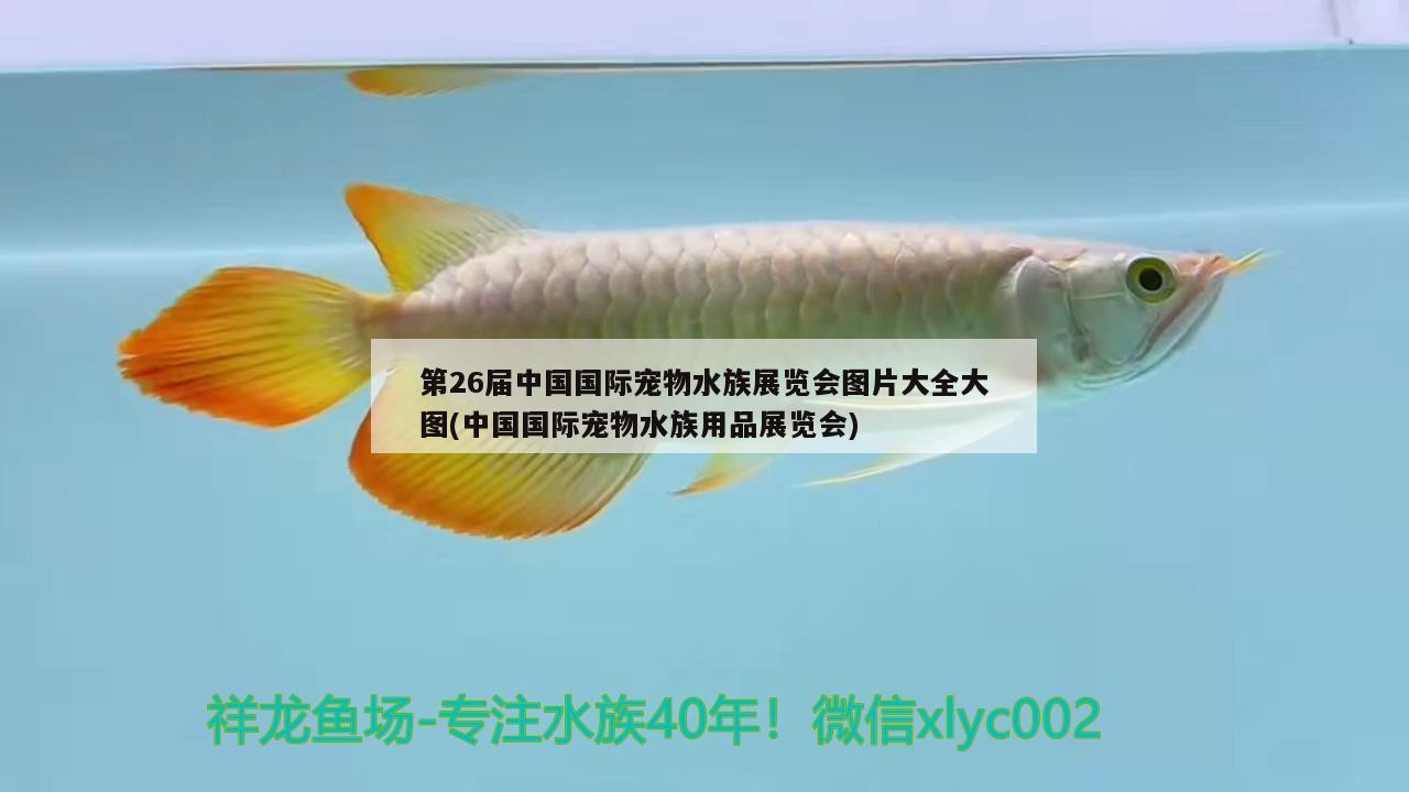 第26屆中國國際寵物水族展覽會圖片大全大圖(中國國際寵物水族用品展覽會) 水族展會