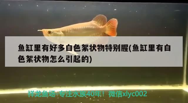 魚缸里有好多白色絮狀物特別腥(魚缸里有白色絮狀物怎么引起的)