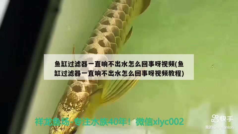 魚缸過濾器一直響不出水怎么回事呀視頻(魚缸過濾器一直響不出水怎么回事呀視頻教程) 麥肯斯銀版魚