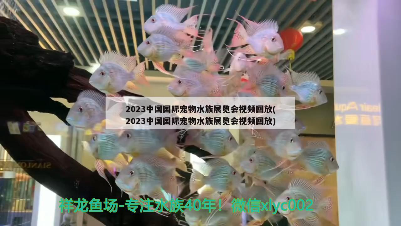 2023中國(guó)國(guó)際寵物水族展覽會(huì)視頻回放(2023中國(guó)國(guó)際寵物水族展覽會(huì)視頻回放)