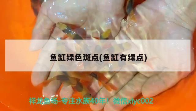 魚缸綠色斑點(diǎn)(魚缸有綠點(diǎn))