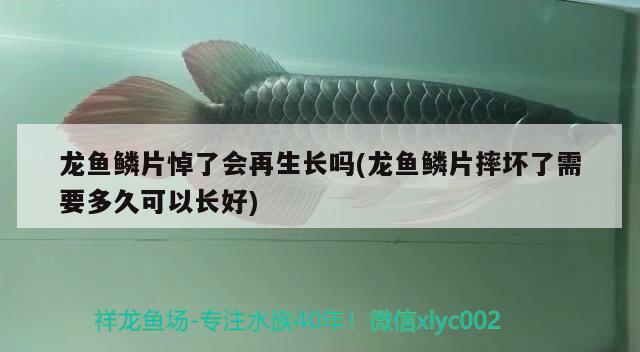 龍魚鱗片悼了會再生長嗎(龍魚鱗片摔壞了需要多久可以長好)