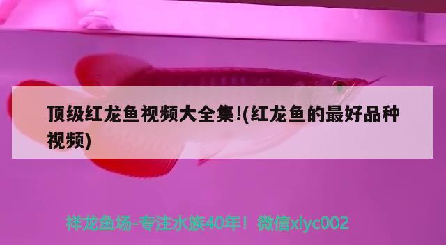 頂級紅龍魚視頻大全集!(紅龍魚的最好品種視頻) 2024第28屆中國國際寵物水族展覽會CIPS（長城寵物展2024 CIPS）