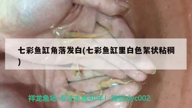 七彩魚缸角落發(fā)白(七彩魚缸里白色絮狀粘稠)