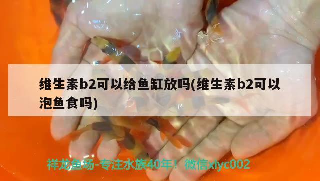 維生素b2可以給魚缸放嗎(維生素b2可以泡魚食嗎)