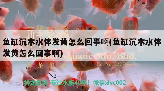 魚缸沉木水體發(fā)黃怎么回事啊(魚缸沉木水體發(fā)黃怎么回事啊) 帝王迷宮魚