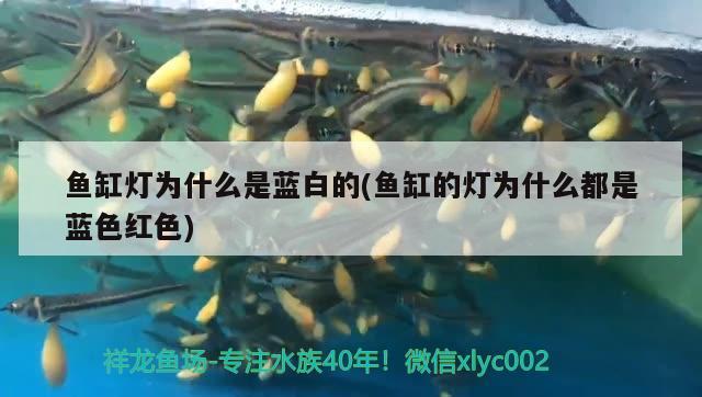 魚缸燈為什么是藍(lán)白的(魚缸的燈為什么都是藍(lán)色紅色)