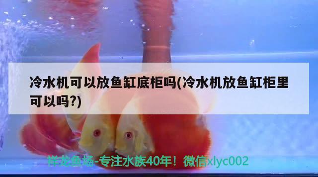 冷水機可以放魚缸底柜嗎(冷水機放魚缸柜里可以嗎?) 一眉道人魚