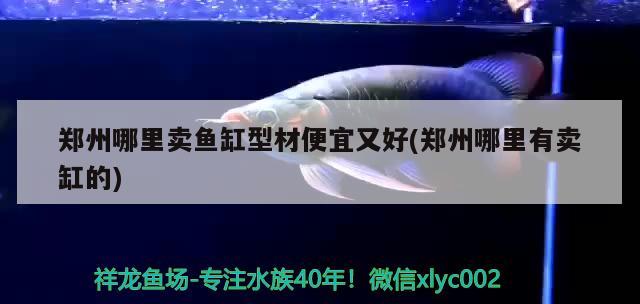 鄭州哪里賣魚缸型材便宜又好(鄭州哪里有賣缸的) 豬鼻龜百科