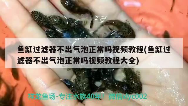 魚缸過濾器不出氣泡正常嗎視頻教程(魚缸過濾器不出氣泡正常嗎視頻教程大全)