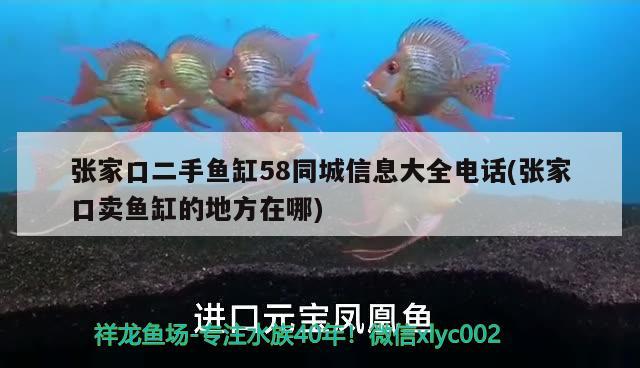 張家口二手魚缸58同城信息大全電話(張家口賣魚缸的地方在哪) 黃金達(dá)摩魚 第2張