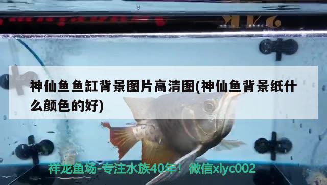 神仙魚魚缸背景圖片高清圖(神仙魚背景紙什么顏色的好) 綠皮辣椒小紅龍