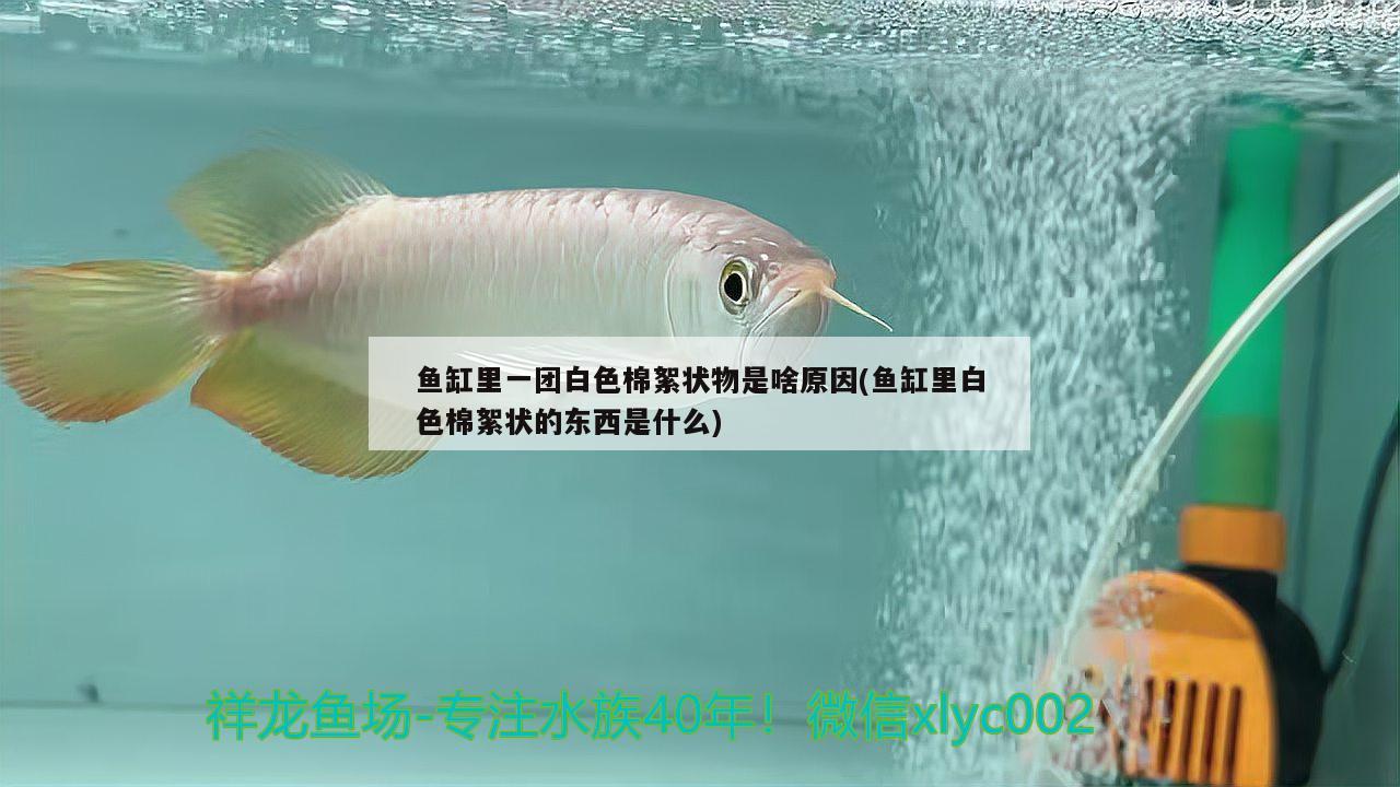 魚(yú)缸里一團(tuán)白色棉絮狀物是啥原因(魚(yú)缸里白色棉絮狀的東西是什么) 錦鯉池魚(yú)池建設(shè)