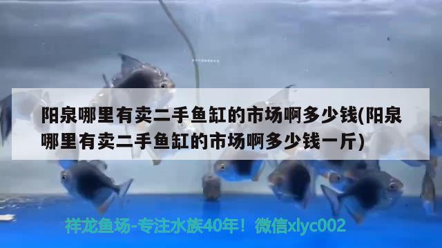 陽泉哪里有賣二手魚缸的市場啊多少錢(陽泉哪里有賣二手魚缸的市場啊多少錢一斤) 廣州水族批發(fā)市場