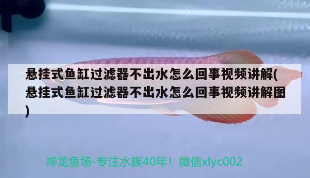 懸掛式魚缸過(guò)濾器不出水怎么回事視頻講解(懸掛式魚缸過(guò)濾器不出水怎么回事視頻講解圖) 黑桃A魚