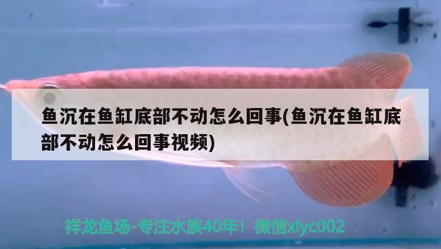 魚沉在魚缸底部不動(dòng)怎么回事(魚沉在魚缸底部不動(dòng)怎么回事視頻) iwish愛唯希品牌魚缸