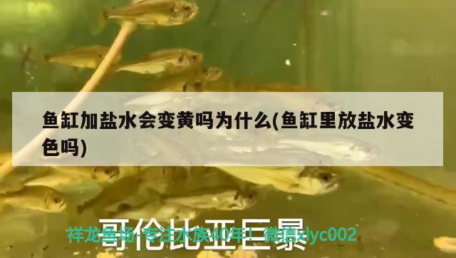 魚缸加鹽水會變黃嗎為什么(魚缸里放鹽水變色嗎) 黃金斑馬魚 第2張